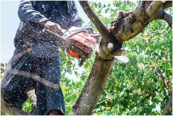 tree services Fairdale